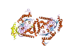 2oh2: Ternary Complex of Human DNA Polymerase