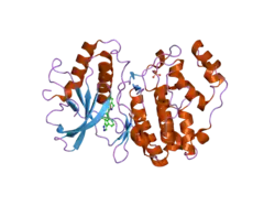 2oji: Crystal structure of ERK2 in complex with N-benzyl-4-(4-(3-chlorophenyl)-1H-pyrazol-3-yl)-1H-pyrrole-2-carboxamide