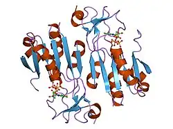 2orv: human Thymidine Kinase 1 in complex with TP4A