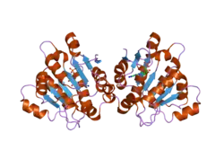 2oxc: Human DEAD-box RNA helicase DDX20, DEAD domain in complex with ADP