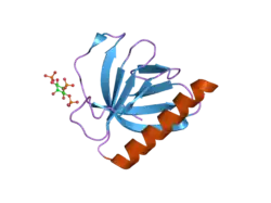 2p0d: ArhGAP9 PH domain in complex with Ins(1,4,5)P3