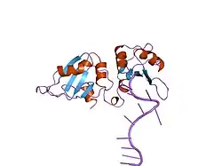 2up1: STRUCTURE OF UP1-TELOMERIC DNA COMPLEX