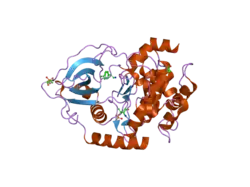 2uw8: STRUCTURE OF PKA-PKB CHIMERA COMPLEXED WITH 2-(4-CHLORO-PHENYL)-2-PHENYL-ETHYLAMINE