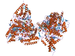 3exf: Crystal structure of the pyruvate dehydrogenase (E1p) component of human pyruvate dehydrogenase complex