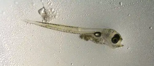 Pacific cod larva