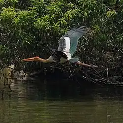 Painted Stork taking flight