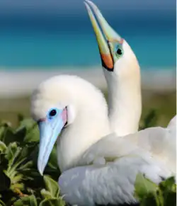 Nesting pair in the Papahānaumokuākea Marine National Monument