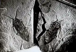 Palaeoncoderes, a beetle