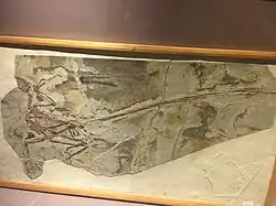 The holotype of Microraptor on display at the museum.