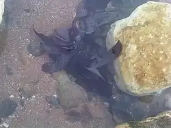 "Palmaria palmata" at Broadstairs, UK