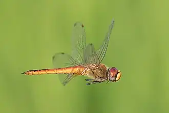 Pantala flavescens (globe skimmer) male, in flight, in a paddy field of Don Det.