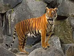 Large orange tiger with black stripes