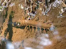 Parachauliodes japonicus