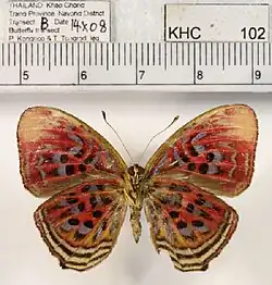 P. t. boulleti, female, ventral view