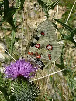 Female Apollo with sphragis or mating plug.