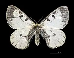 Female