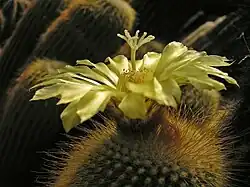 Parodia leninghausii HBG 53682