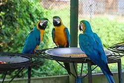 Photo of three captive blue-and-yellow macaws sitting by a feeder