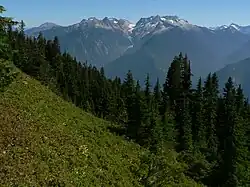A distant mountain range above a diagonal slope of forest.