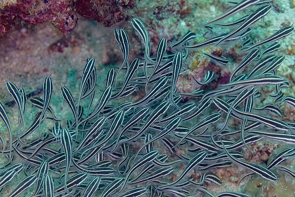 Plotosus lineatus school Anilao, Philippines