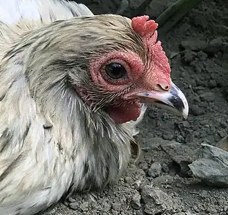 Face of a pullet