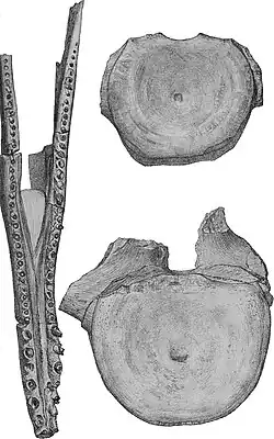 illustration of a partial mandible and two partial vertebrae