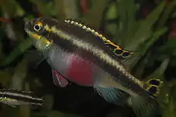 Pelvicachromis pulcher is a West African riverine cichlid, and part of the aquarists dwarf cichlid group.