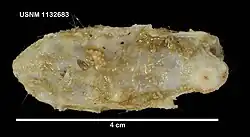 Peniagone vignoni specimen, preserved in alcohol