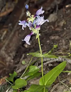 Light purple tubular flowers at the top of a very glandular stem with two pairs of widely opposite lance head shaped leaves below