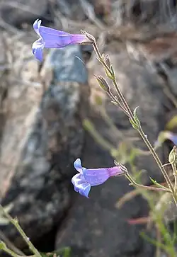 Flowers of Penstemon filiformis