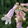 Flowers of Penstemon laevigatus
