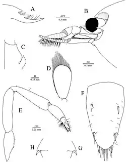 Periclimenaeus maxillulidens (Schmitt, 1936), ovigerous female, 3.7 mm CL, MZUSP 39108: (A) rostrum, lateral view; (B) frontal margin and cephalic appendages, lateral view; (C) right antennule, first article of peduncle, dorsal view; (D) right scaphocerite, dorsal view; (E) right first pereopod, lateral view; (F) telson, dorsal view; (G, H) right and left uropods, respectively, diaeresis, dorsal view.