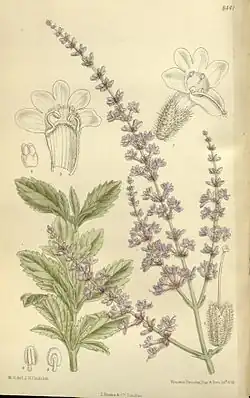 Drawing of leaves and flowers