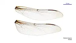 Female wings