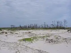 Dead trees in 'Little Woods' section of Petit Bois Island