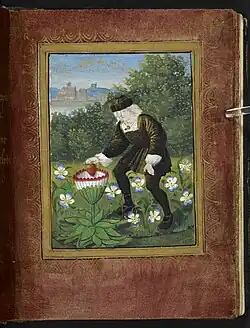 Miniature from the Petit Livre d'Amour (c. 1500), showing the author Pierre Sala&nbsp;[fr] depositing his heart in a marguerite flower (symbolizing his mistress, who was called Marguerite). Also worth mentioning is the miniature on fol. 13r,[28] showing two women catching winged hearts in a net.