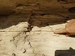 Thin bentonite marker usually in the shadow of the Fencepost's ledge