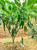 Closeup of chillies and plant at a farm