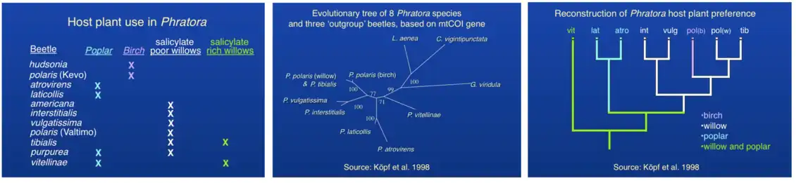 Host plant use and evolutionary relationships among Phratora species