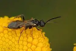 A close picture of a black and brown wasp; it perches on the pollen center of a yellow flower.