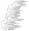 Phylogenetic analysis of Trypanosoma ssp. and T. irwini using partial sequence analysis gGAPDH
