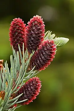 Young cones of a blue spruce (Picea pungens)