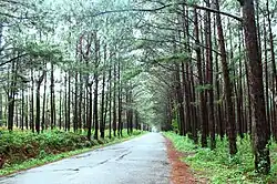 Châu Sơn – Đơn Dương pine forest.