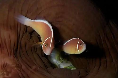 Two pink skunk clownfish (A.&nbsp;perideraion) and their closed host anemone, in Komodo
