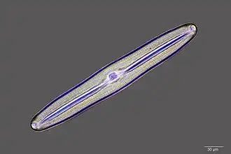 There are over 100,000 species of diatoms which account for 50% of the ocean's primary production