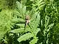 Pisaura sp. female, Italy
