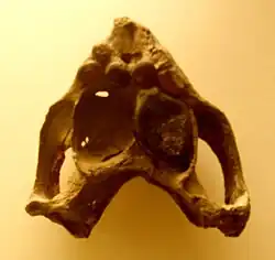 Placochelys placodonta skull seen from below