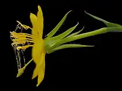 Evening primrose flower, open, showing pollen attached to sticky viscin threads