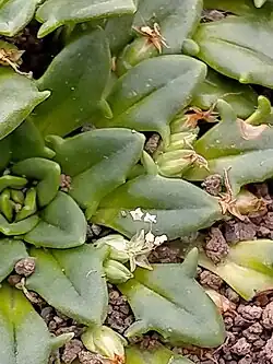 Close up of leaves and flower, Auckland Island