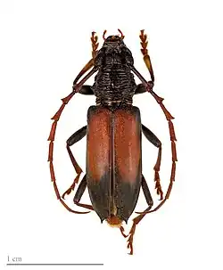 Plocaederus bipartitus